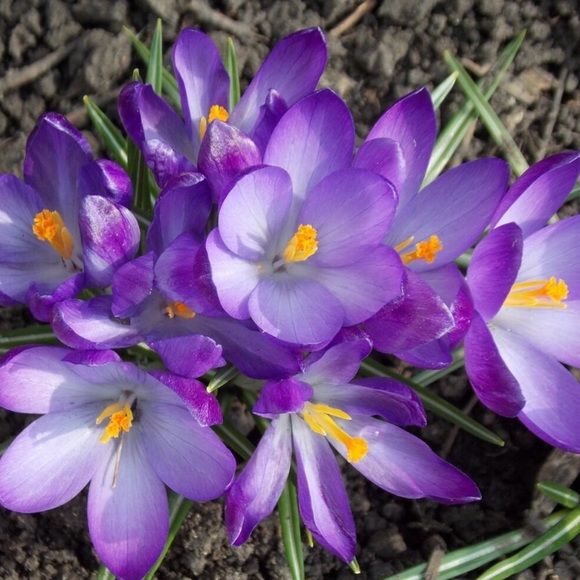 Sonoma Peep Toe Chunky Heel Sandals Booties | Sz 8 | NIB - Picture 11 of 11